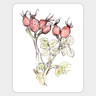 Watercolour Rosehips Sticker